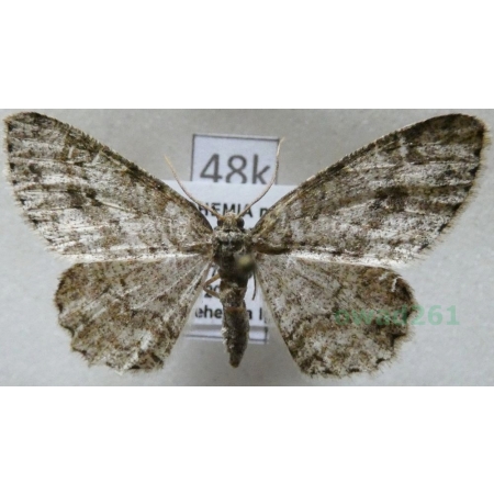 Hypomecis punctinalis (Scopoli, 1763) female Przylepek nakropek Czech48k